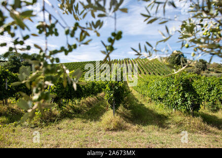 Filari di vite e olivo succursali sul primo piano. Coltivazione di uva da vino e olive in campagna. Alimentare il concetto di viaggio in Italia. Foto Stock