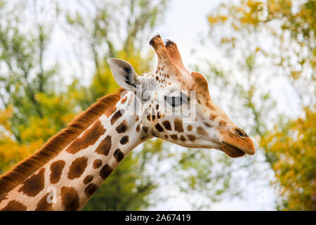 Primo piano di una giraffa di testa contro lo sfondo di alberi Foto Stock