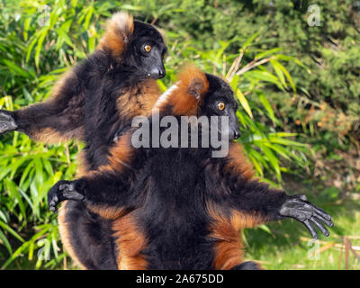 Rosso-ruffed lemuri Varecia rubra prendere il sole Captive ritratto Foto Stock