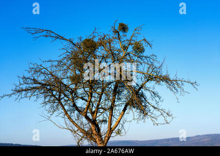 Vischio europeo cresce su una appletree Foto Stock