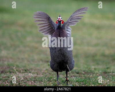 Helmeted le faraone, Numida meleagris, singolo uccello sull'erba, Kenya, Settembre 2019 Foto Stock