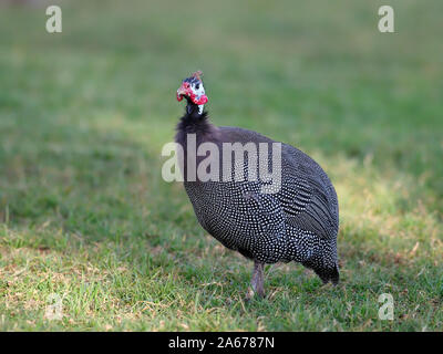 Helmeted le faraone, Numida meleagris, singolo uccello sull'erba, Kenya, Settembre 2019 Foto Stock