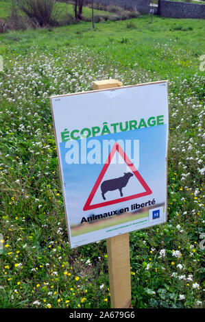 Manutenzione di spazi verdi da un gregge di pecore nel quartiere Malbosc a Montpellier Francia Foto Stock