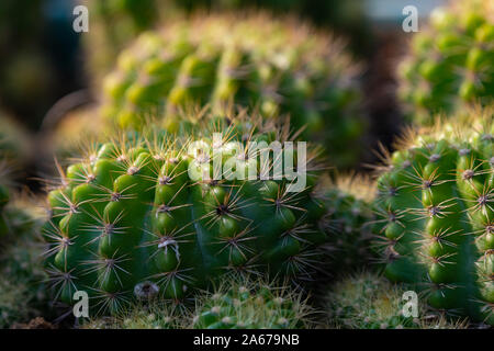 Cluster di rotonda verde Cactus con luce splendente dal lato Foto Stock
