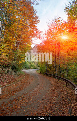 Strada nel bosco in autunno Foto Stock
