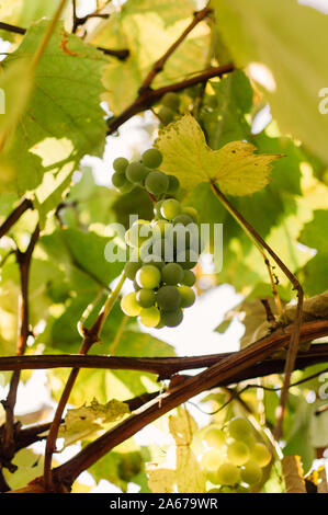 Le uve bianche che cresce su una vite per la produzione di vino. Raccolto maturo pronto per il raccolto in una giornata di sole in autunno. Vigneto in Francia. Modello per la progettazione Foto Stock