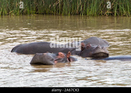 Ippopotamo in appoggio la sua testa su un altro ippona torna nell'acqua. Foto Stock