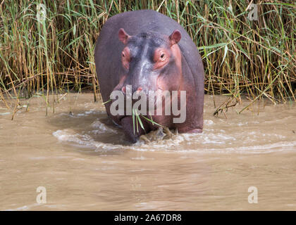 Giovani ippopotamo in piedi in acqua bassa alimentazione con erba in bocca, rivolta verso la telecamera. Foto Stock