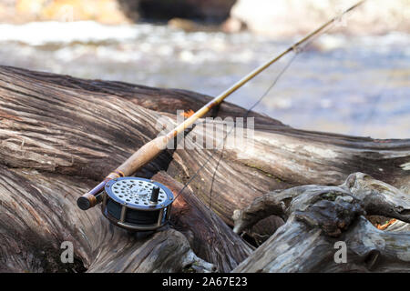 Mosca antico asta e la bobina su un nodose cedro vicino a un fiume nel nord del Minnesota Foto Stock