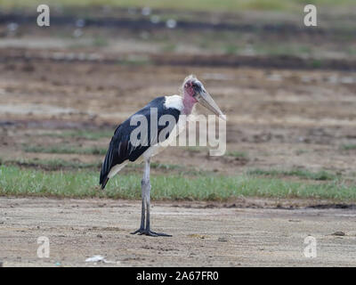 Marabou stork, Leptoptilos crumeniferus, singolo uccello sul terreno, Kenya, Settembre 2019 Foto Stock