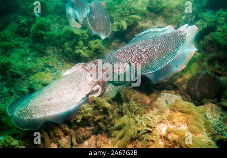 La seppia gigante (Sepia apama) coniugata. Spencer Gulf, Whyalla, SA, Australia. Foto Stock