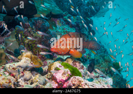 Coral hind [Cephalopholis miniata] sulla barriera corallina con le spazzatrici. Mare delle Andamane, Thailandia. Foto Stock