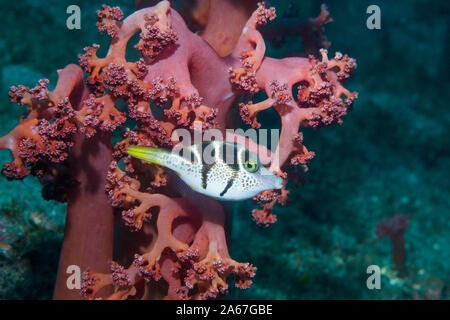 Mimic Leatherjacket o Blacksaddle mimare [Paraluteres prionurus]. Lembeh strait, Nord Sulawesi, Indonesia. Foto Stock