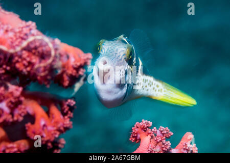 Mimic Leatherjacket o Blacksaddle mimare [Paraluteres prionurus]. Lembeh strait, Nord Sulawesi, Indonesia. Foto Stock