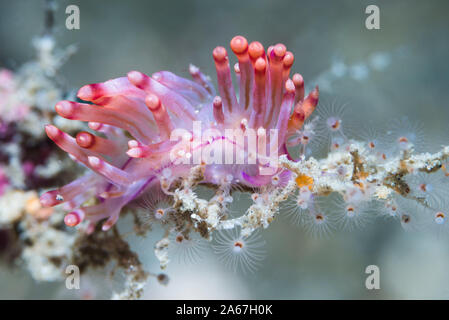 Nudibranch - Versione rivista Flabellina [Flabellina rubrolineata]. Lembeh strait, Nord Sulawesi, Indonesia. Foto Stock