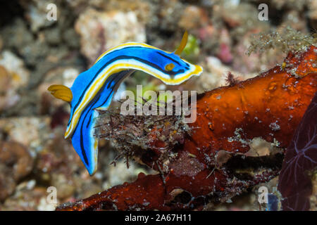 Anna's Chromodoris [Chromodoris annae]. Lembeh strait, Nord Sulawesi, Indonesia. Foto Stock