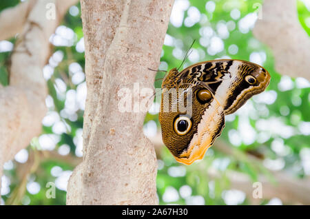 Farfalla Civetta (Caligo), peculiare di insetti tropicali con delicati modelli mimetici Foto Stock