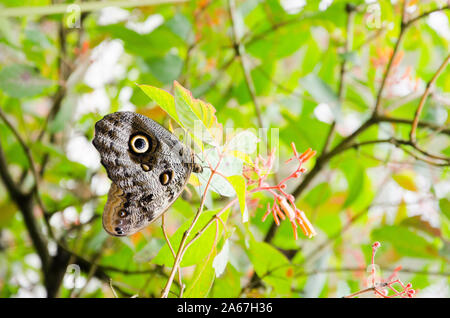 Farfalla Civetta (Caligo), peculiare di insetti tropicali con delicati modelli mimetici Foto Stock