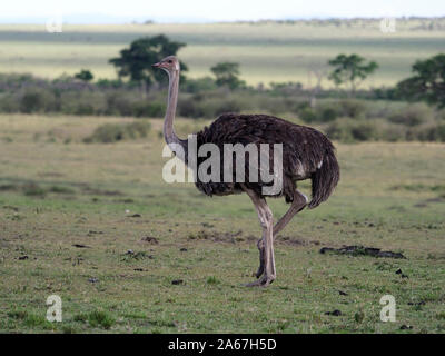 Struzzo, Struthio camelus, Singolo maschio su erba, Kenya, Settembre 2019 Foto Stock