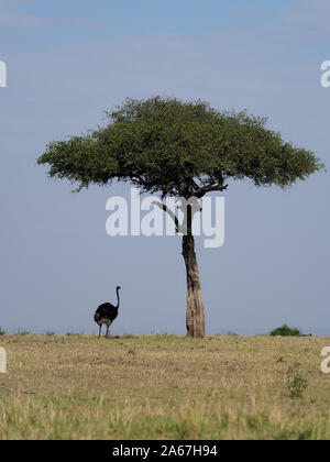 Struzzo, Struthio camelus, Singolo maschio su erba, Kenya, Settembre 2019 Foto Stock