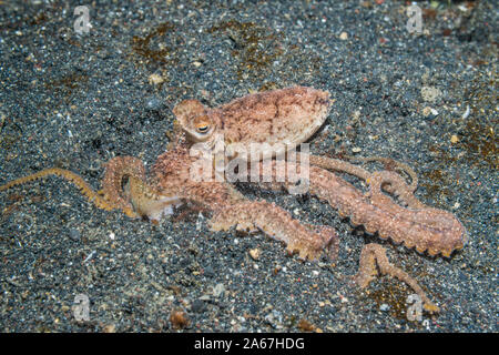 Bianco-V Octopus [Abdopus sp1]. Lembeh strait, Nord Sulawesi, Indonesia. Foto Stock