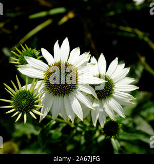 Echinacea purpurea Powwow bianco sul display e sulla vendita in un centro giardino vivaio. Foto Stock