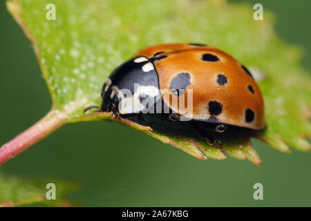 Eyed Ladybird (Anatis ocellata) appollaiato su foglie di betulla. Tipperary, Irlanda Foto Stock