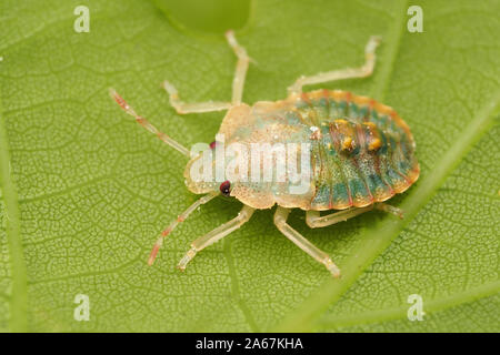 Appena moulted foresta ninfa Shieldbug (Pentatoma rufipes) sul lato inferiore della foglia di quercia. Tipperary, Irlanda Foto Stock