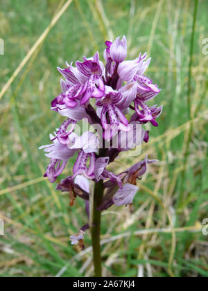 Orchidea militare, Helm-Knabenkraut, Orchis militaris, vitézkosbor Foto Stock