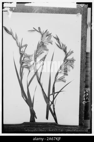 Fiori Selvatici della Palestina. Gladiolus, Cornflag (G. segetum Gawl) Foto Stock