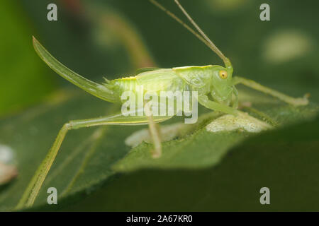 I capretti quercia femmina Bush cricket (Meconema thalassinum) poggiante su foglie di quercia. Tipperary, Irlanda Foto Stock