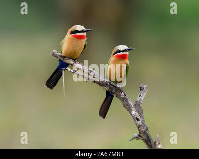 Bianco-fronteggiata gruccione,Merops bullockoides, due uccelli sul ramo, Kenya, Settembre 2019 Foto Stock