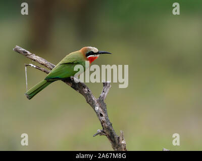 Bianco-fronteggiata gruccione,Merops bullockoides, singolo uccello sul ramo, Kenya, Settembre 2019 Foto Stock