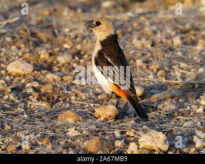 Bianco-guidato buffalo-Weaver, Dinemellia dinemelli, singolo uccello sul terreno, Kenya, Settembre 2019 Foto Stock