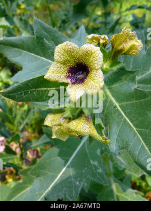 Henbane, black henbane o maleodoranti nightshade, Schwarzes Bilsenkraut, Hyoscyamus niger, bolondító beléndek Foto Stock