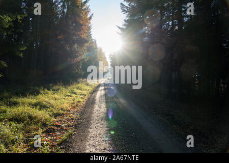 Sentiero forestale Oberweser, Weser Uplands, Weserbergland, Hesse, Germania Foto Stock