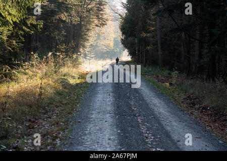 Sentiero forestale Oberweser, Weser Uplands, Weserbergland, Hesse, Germania Foto Stock