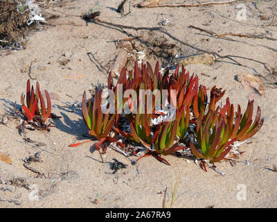 Hottentot-fig, autostrada impianto di ghiaccio, pigface, Essbare Mittagsblume, Gelbe Mittagsblume, Hottentottenfeige, Carpobrotus edulis, hottentottafüge Foto Stock