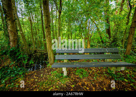 Panca di legno in mezzo alla foresta con un sacco di vegetazione e di accumulazione di acqua che copre i tronchi degli alberi, giorno all'inizio della Foto Stock