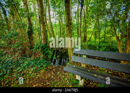 Panca di legno accanto a un fiume nella foresta, vegetazione verde, il giorno di inizio autunno in Schinnen (Beekdal Route), Paesi Bassi Olanda Foto Stock