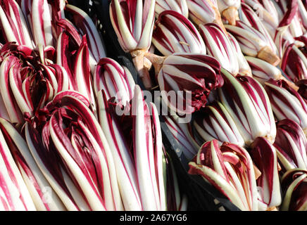 Lattuga rossa o rosso cicoria Radicchio chiamato Tarddivo in lingua italiana per la vendita in inverno Foto Stock