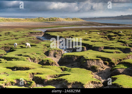 Pecore pascolano su "L'Skern', a nord est a forma di ferro di cavallo baia situata sul lato nord di Northam Burrows. Northam Burrows ha stato SSSI Foto Stock