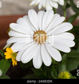 White cape daisy in giardino Foto Stock