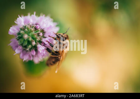 Bee leccare il nettare, la bevanda degli dèi, da un fiore di menta in tarda estate, mentre il sole è in aumento. Foto Stock