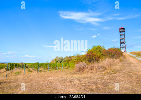 Paesaggio autunnale e filari di vigneti per villaggio Pritluky in Moravia del Sud, Repubblica Ceca. Lookout Tower in background. Vigneto di caduta, soleggiata giornata autunnale. Attrazione turistica. Foto Stock