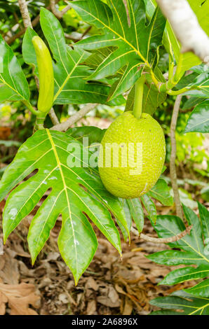 L'albero del pane, foglie e fiore Foto Stock