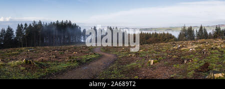 La nebbia e la nebbia cominciare a rotolare su di un area di disboscamento sul bordo del faro a luce rotante è sceso Country Park in Lancashire durante il mese di ottobre 2019. Foto Stock