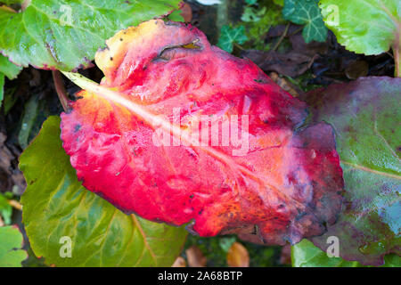 Foglia di Bergenia cordifolia cambiando colore in autunno in un giardino inglese Foto Stock