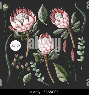 Set di protea fiori, eucalipto e lascia isolato. Vettore. Illustrazione Vettoriale