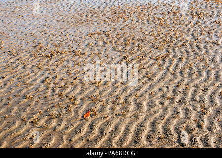Consistenza naturale. Molti piccoli granchi sulla sabbia del mare. La sabbia increspata come dune. Foto Stock